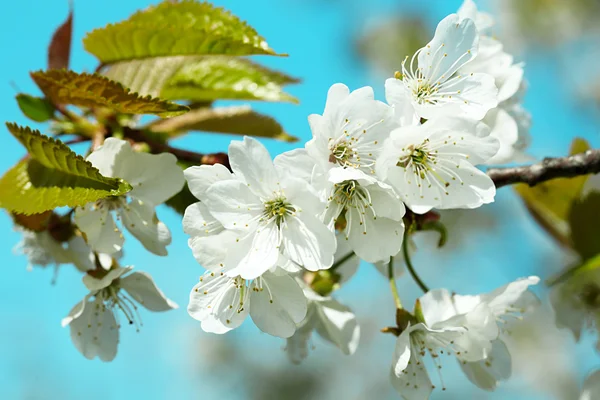 Spring blossom — Stock Photo, Image