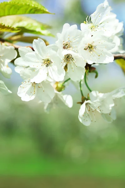 Spring blossom — Stock Photo, Image