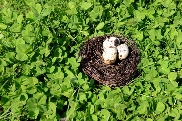 Nest with bird eggs — Stock Photo, Image