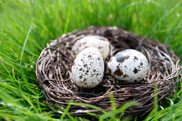 Nest met vogel eieren — Stockfoto