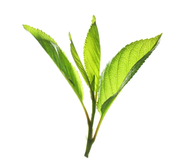 Zweig mit frischen grünen Blättern — Stockfoto