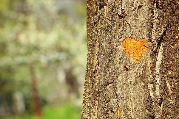 Cuore scolpito nell'albero — Foto Stock