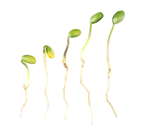 Green bean seedlings