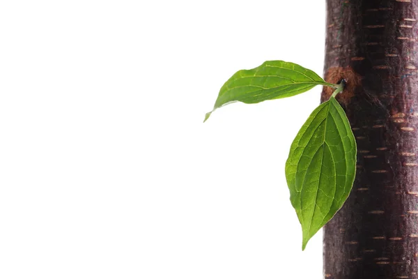 Wooden pencil with leaf isolated on white — Stock Photo, Image