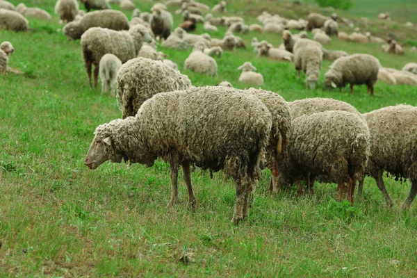 Sheeps grazing in meadow — Stock Photo, Image