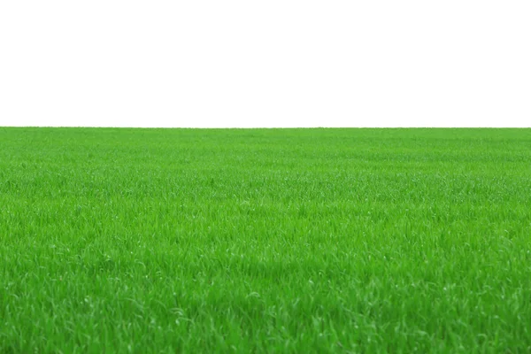 緑のスプリング フィールド — ストック写真