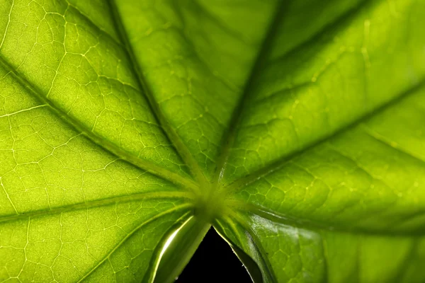 Tree gröna blad på nära håll — Stockfoto