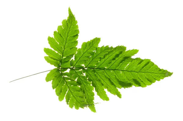 Feuille d'arbre isolée sur blanc — Photo