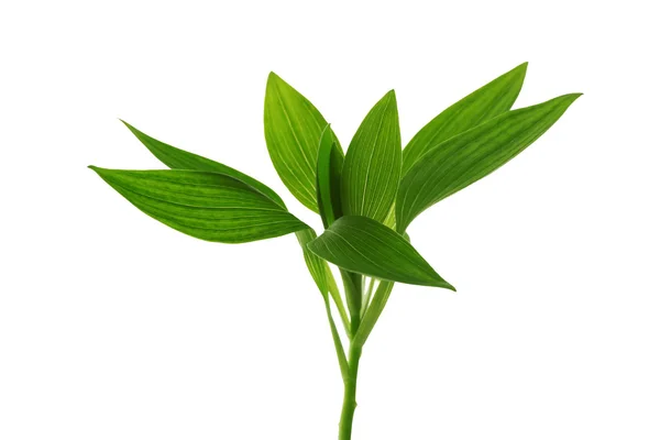 Branch with fresh green leaves Stock Image