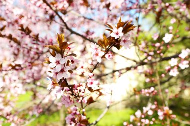 Çiçek açan ağaç dal