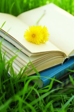 otların içinde yığılı kitaplar