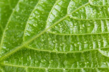 güzel yeşil yaprak su ile yakın kadar düşer.