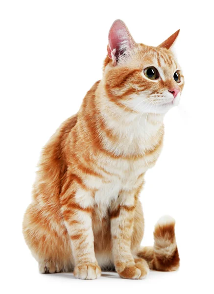 Portrait of red cat isolated on white — Stock Photo, Image