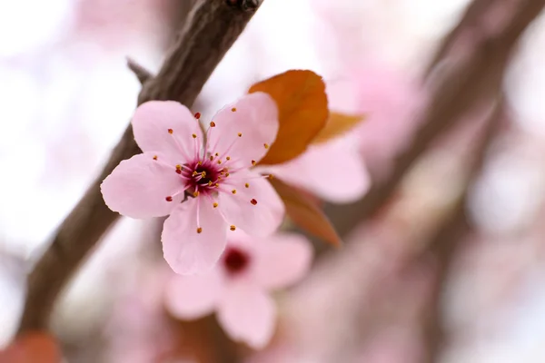 Kvetoucí větvičky stromu s růžovými květy — Stock fotografie
