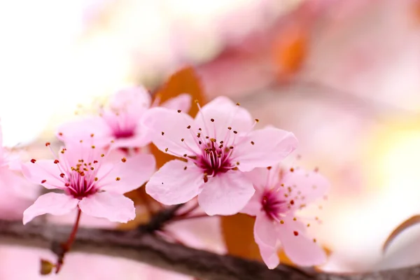 Blooming tree twigs with pink flowers — Stock Photo, Image