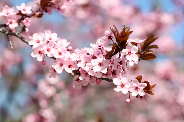 Fondo de flores de cerezo — Foto de Stock