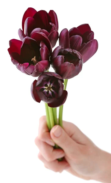 Mano che tiene bei tulipani viola isolati su bianco — Foto Stock