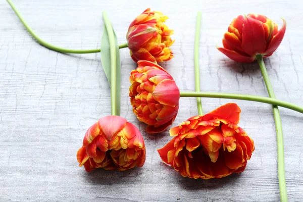 Beautiful bright tulips — Stock Photo, Image
