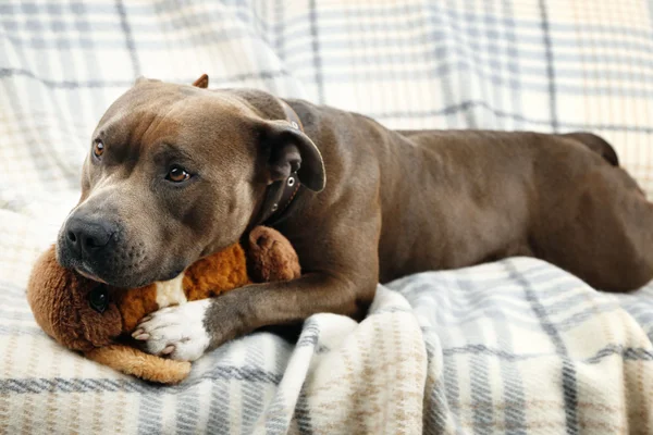 Chien avec jouet cassé — Photo