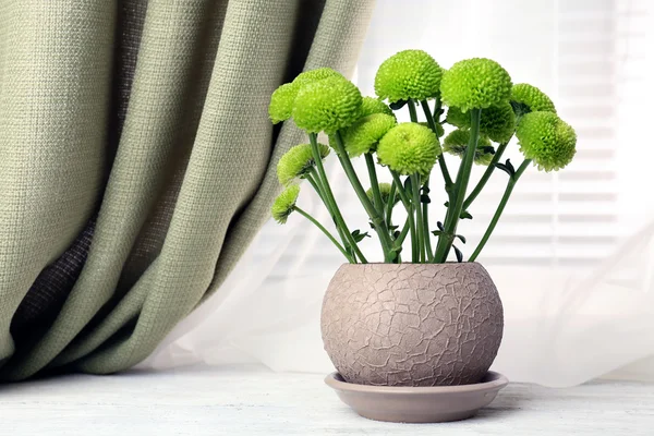 Schöne Chrysantheme im Topf auf der Fensterbank — Stockfoto