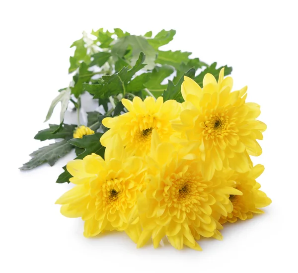 Schöner Strauß gelber Chrysanthemen — Stockfoto