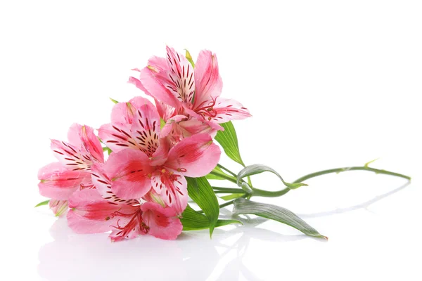 아름 다운 alstroemeria 흰색 절연 — 스톡 사진