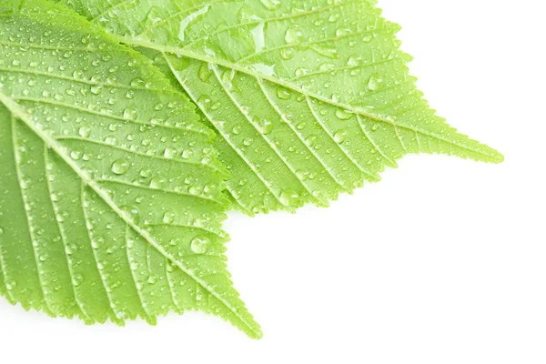 Hermosas hojas verdes con gotas de agua —  Fotos de Stock