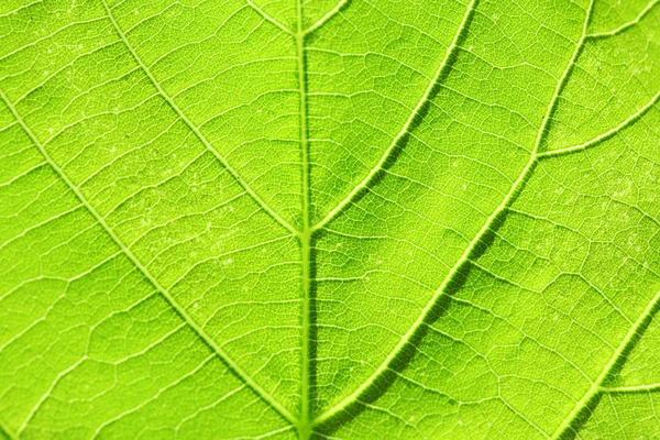 Close up of fresh green leaf with veins — Stock Photo, Image