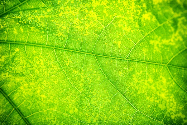 Close up of fresh green leaf with veins — Stock Photo, Image