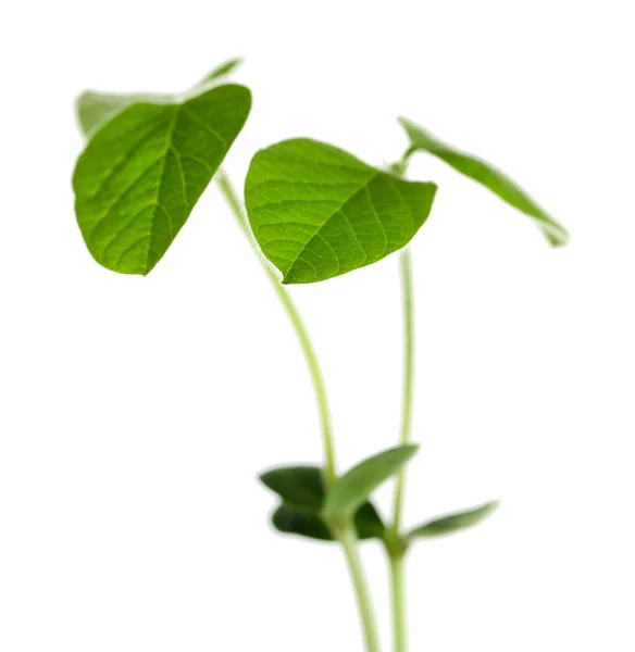 Fresh green sprout — Stock Photo, Image