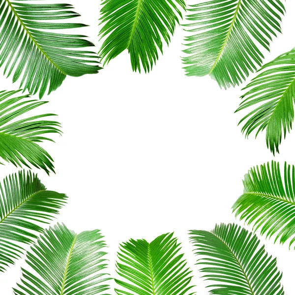 Рамка из зеленых пальмовых листьев, изолированных на белом — стоковое фото