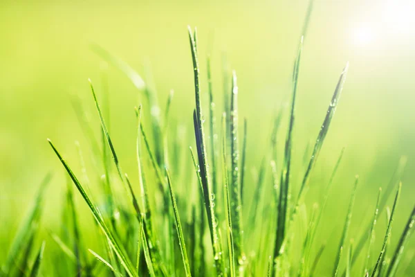 緑の露を帯びた草, クローズ アップ — ストック写真