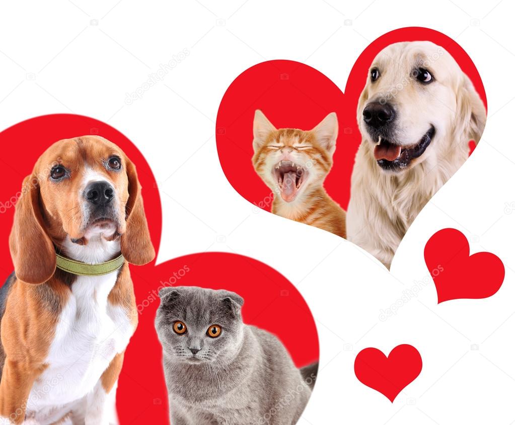 Cats and dogs in red hearts isolated on white