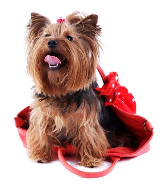 Beyaz izole sevimli Yorkshire terrier köpek