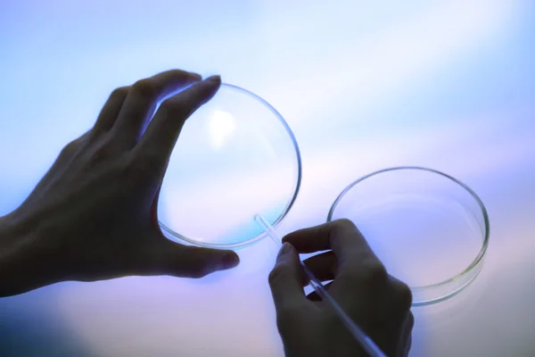 Cientista que trabalha com placas de Petri em laboratório — Fotografia de Stock