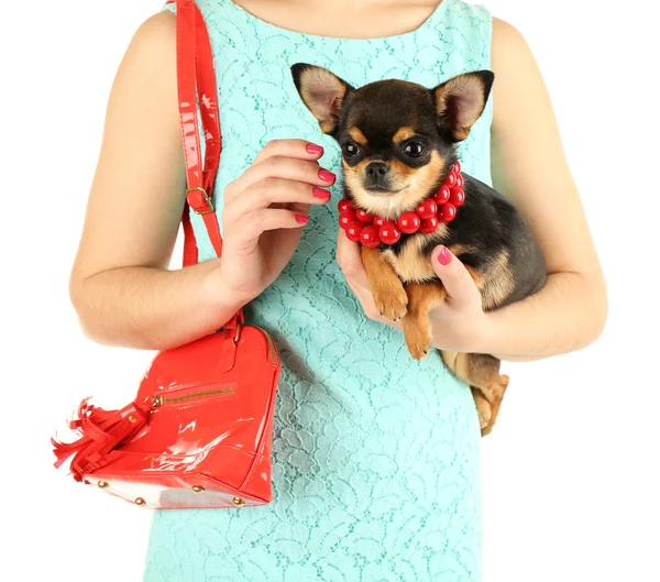 Mujer con bolsa roja sosteniendo lindo cachorro chihuahua aislado en blanco — Foto de Stock