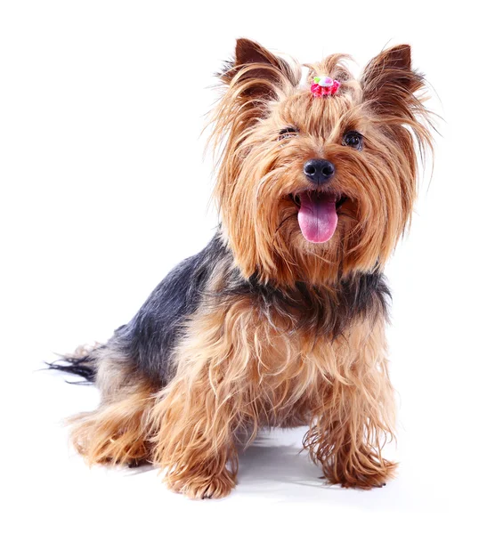 Beyaz izole sevimli Yorkshire terrier köpek — Stok fotoğraf