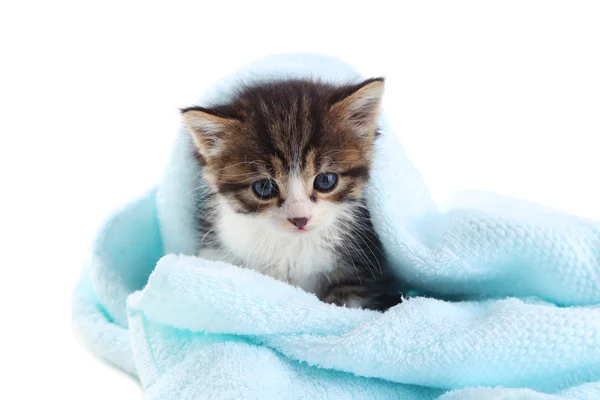 Carino gattino con asciugamano, su sfondo bianco — Foto Stock