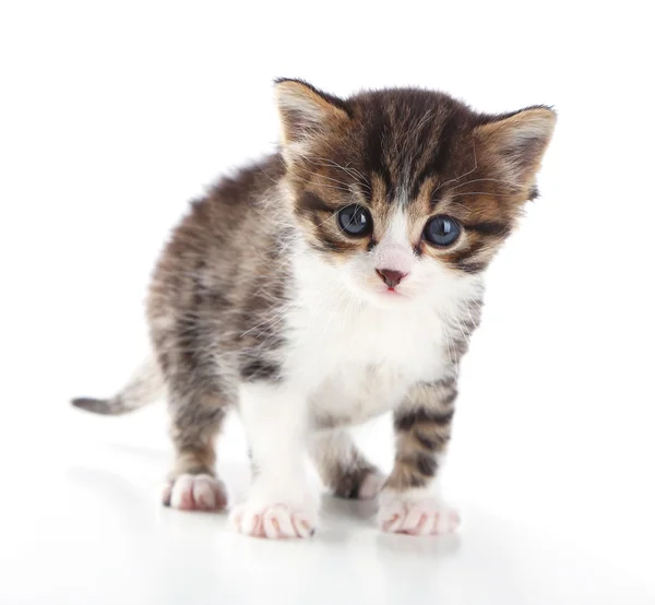 Cute little kitten, isolated on white — Stock Photo, Image