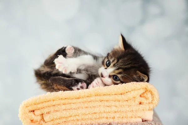 Carino gattino su asciugamano, su sfondo chiaro — Foto Stock