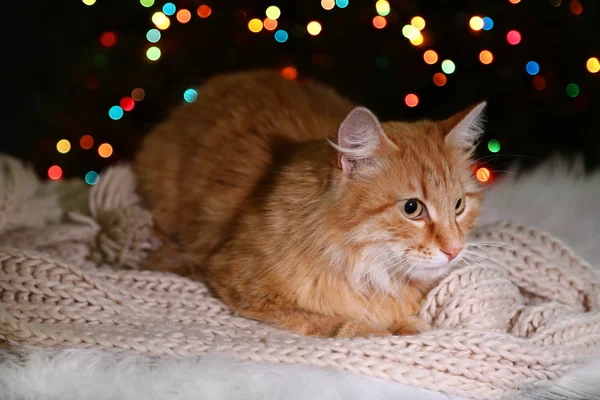 Chat rouge couché sur tapis blanc, sur fond de lumières multicolores — Photo