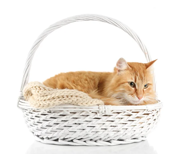 Red cat in wicker basket, isolated on white background — Stock Photo, Image