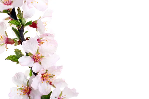 Ramo florido isolado sobre branco — Fotografia de Stock