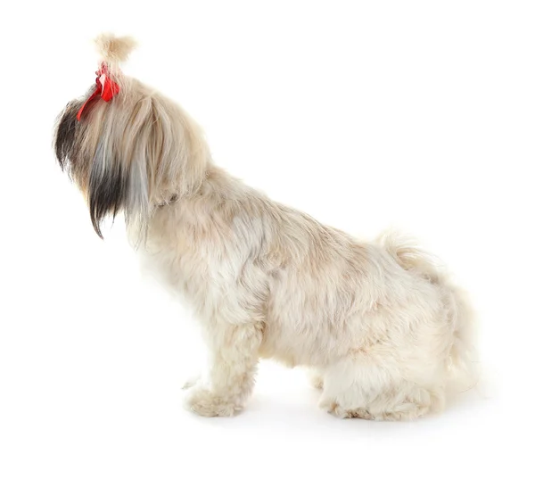 Shih Tzu bonito isolado em branco — Fotografia de Stock