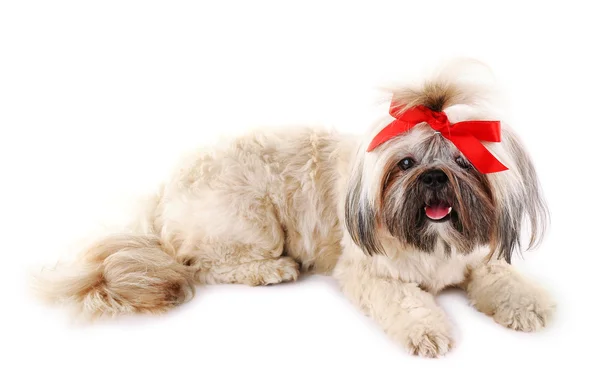 Shih Tzu bonito isolado em branco — Fotografia de Stock