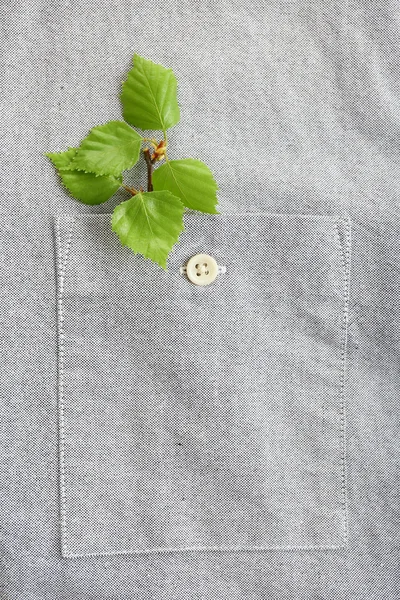 Twig with fresh leaves in shirt pocket, close up — Stock Photo, Image