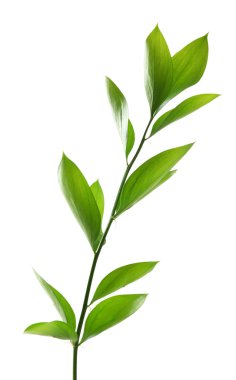 Beyaz izole taze yeşil yaprakları ile şube