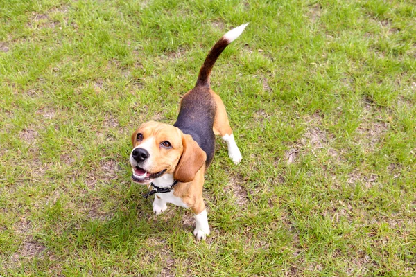 Αστεία χαριτωμένο σκυλί στο πάρκο — Φωτογραφία Αρχείου