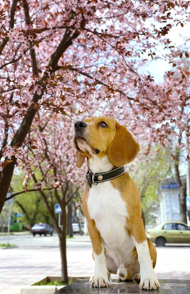 Rolig söt hund nära blommande träd utomhus — Stockfoto