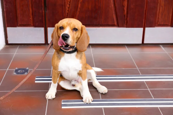 Rolig söt hund nära dörren hemma — Stockfoto